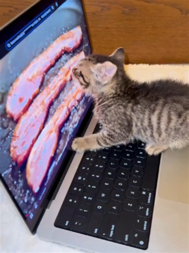 Funny cat and bacon clip
