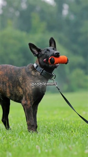 Top 3 Reasons Why the Dutch Shepherd Is better than a German Shepherd #shorts #fyp #dog #doglover