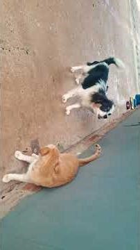 cachorinho