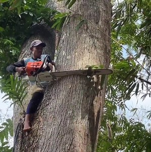 1.6M views · 8.9K reactions | A professional skill man cutting a very big tree and cutting down tree from bottom tree | Watching Videos | Facebook