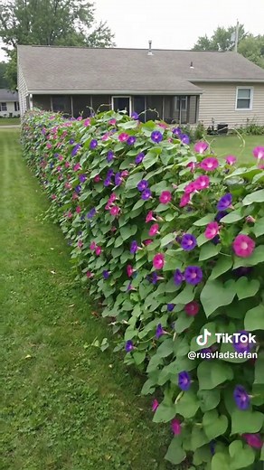 No privacy fence? No problem. Grow fast-climbing flowers like morning glories to turn a plain fence into a beautiful living screen. Nasturtiums, clematis, and black-eyed Susan vine work great too! 🌸