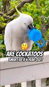 Watch What This Clever Parrot Does Next!