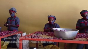 Brundo Spices Netch Azmud | Ethiopian Wild Caraway Seed | Hand Picked and Processed | Harvested in and Imported from Ethiopia | Non-GMO | Organic | No Preservatives (1.8oz)