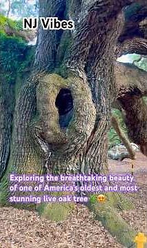 🌳 Majestic Angel Oak Tree – 400-Year-Old Giant in Charleston, South Carolina!
