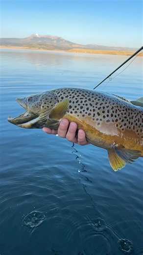 I Caught a Trophy Brown Trout!