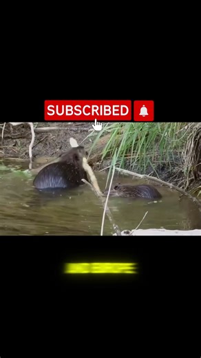 Beavers Are Rebuilding the Earth — And No One Noticed 😱