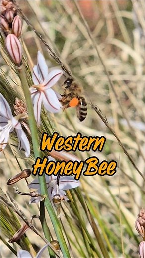 Western Honey Bee 🐝🐝🐝