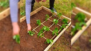 Brilliant Tips for Designing Your Dream Orchard Garden