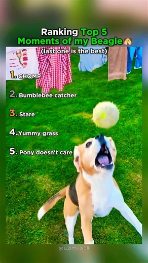 Ranking Top 5 Moments Of My Beagle That Made You LOL!