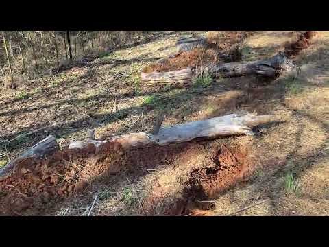 Primary Spacing in Row - Temperate Syntropic Agroforestry