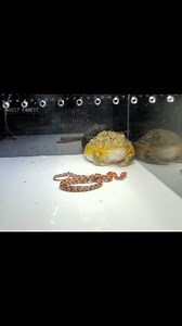 3.4M views · 33K reactions | Giant bullfrogs eat large snakes. | Insect Forest | Facebook