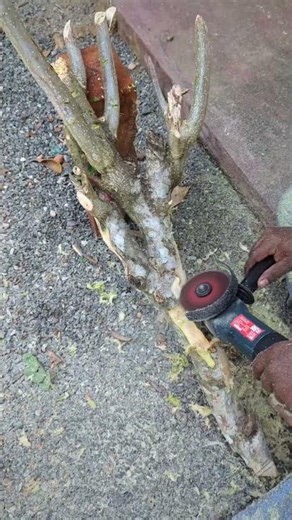 This Grinder Wood Trick Will Shock You 😲
