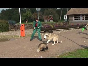 Dog bites badgers tail, very funny HD, Must see!