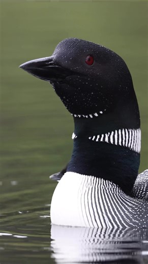 Looking back through all files and found some more common loon calls from 2021 I never edited. | Harry Collins Photography