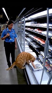 A tabby cat methodically steals fish from a grocery store freezer while a confused night security guard watches in disbelief. The cat calmly escalates the heist by grabbing shrimp too. | Wild Paws Cam
