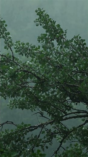 Rain & Wind ASMR #asmr #rain #rainoundforsleep