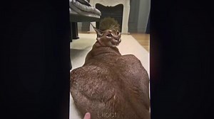 Floppa Edits with After Effects