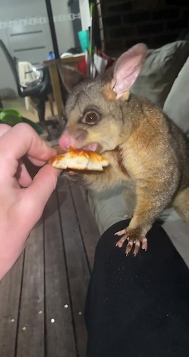 Meet Barry the Wild Australian Possum