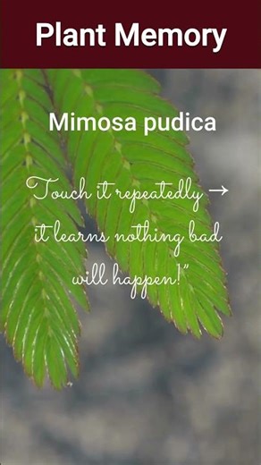 Amazing facts about plants #plantfacts #shorts