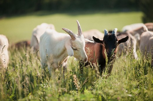 Histoire : la chevre de Mr Seguin