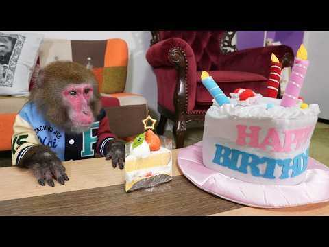 The way this monkey stole and ate its owner's birthday cake was so ingenious, you have to see it lol