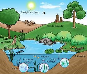 Ecology - Abiotic & Biotic
