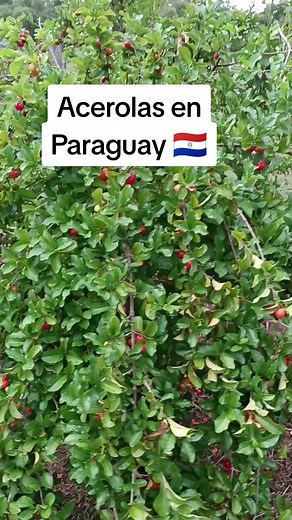 Acerola en Paraguay: La Superfruta con Alto Contenido de Vitamina C