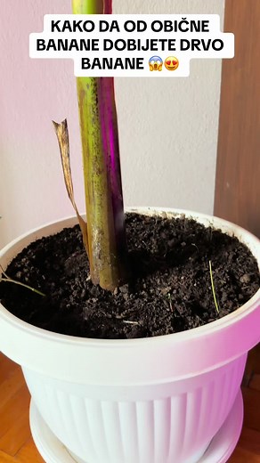 Kako Da Od Obične Banane Dobijete Drvo Banane - Saveti za Sadnju