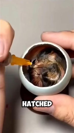 This Guy Hatched A Store Bought Egg #shorts