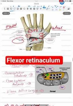 Flexor retinaculum. #shorts