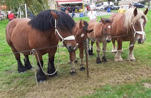 Les poulains étaient en concours à Auvillers-les-Forges