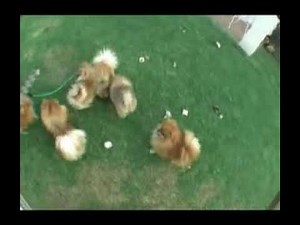 Pomeranian dogs and puppies run in circles @Anjula Pomeranians Toy Poms