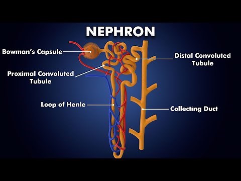 Structure and Function of Nephron: 3d illustration