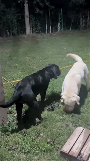 Basic training activities between dogs@# 19