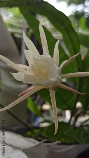 The nocturnal anthesis of Epiphyllum oxypetalum exhibits elongated floral tubes, numerous white tepals, and intense fragrance, reflecting specialized pollination mechanisms and adaptive epiphytic morp
