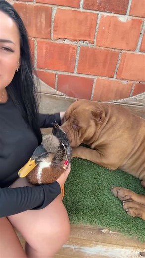 Taiane Marcello on Instagram: "A família mais improvável… e a mais linda e feliz de todas 🥹🐶🦆#cachorro #americanbully #cão #americanbullybrasil #brazilianbull"