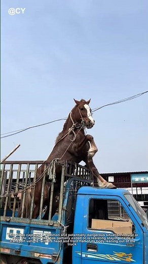 How to Safely Load a Horse into a Truck! 🦀 | Farm Life Hack
