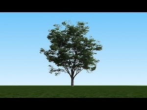 Sketchup Tutorial: 2D Tree