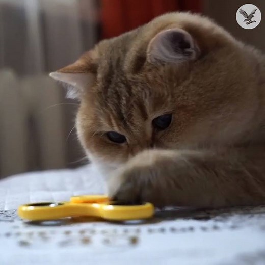 479K views · 131 reactions | Cat meets fidget spinner... | The Independent | Facebook