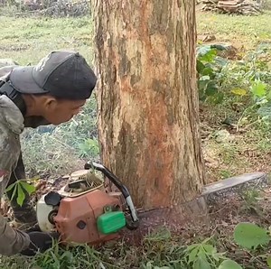 16M views · 153K reactions | The best skill man cutting down many trees from the bott,om tree | Dara-W | Facebook