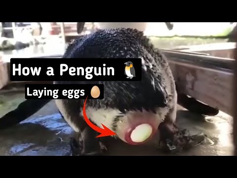 DO Penguins 🐧 REALLY Lay Eggs🥚?