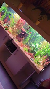 Mein Abend Programm. Aquarium - Diversa Comfort Led Licht - Chihiros Universal WRGB Filter - Oase Bio Thermomaster #aquarium #hobby #aquaristik #aquaristics #aquarien | Aquariummyhobby