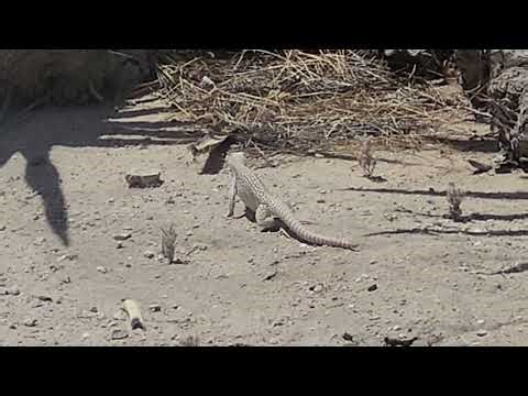 desert iguanas 3 - 5.2.2026