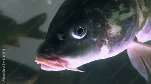 Fish in the aquarium, close up. An adult carp in a commercial fish tank. Department of seafood in the mall. Life under water. The fish looks into the camera and speaks.