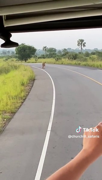 An early morning encounter with the #kingofthejungle@@ 🦁...#murchisonfallsnationalpark #lionking #lion #natgeo #wilderness #gamedrive #visituganda #explore #exploreuganda #wildlifelover #churchillsafaris