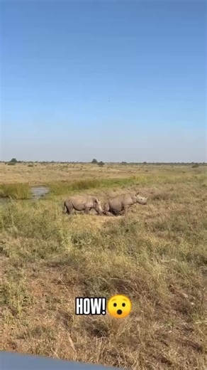 Understanding Rhino Behavior in the Wild