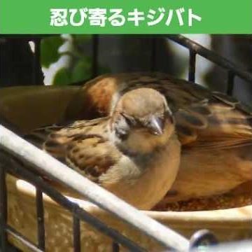 子スズメに忍び寄るキジバト