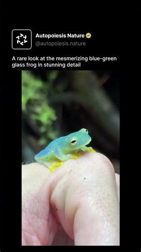A rare look at the mesmerizing blue-green glass frog in stunning detail