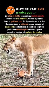 ¡El Error Instintivo De Una Leona! 😳 476% #animales #naturaleza #ciencia
