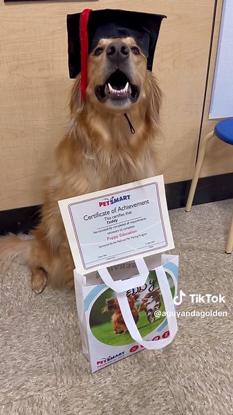 AGuyandAGolden on TikTok